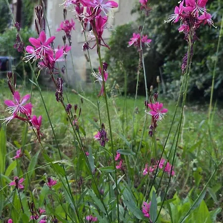 Bed & Breakfast Le Manoir Du Moulin De Madame